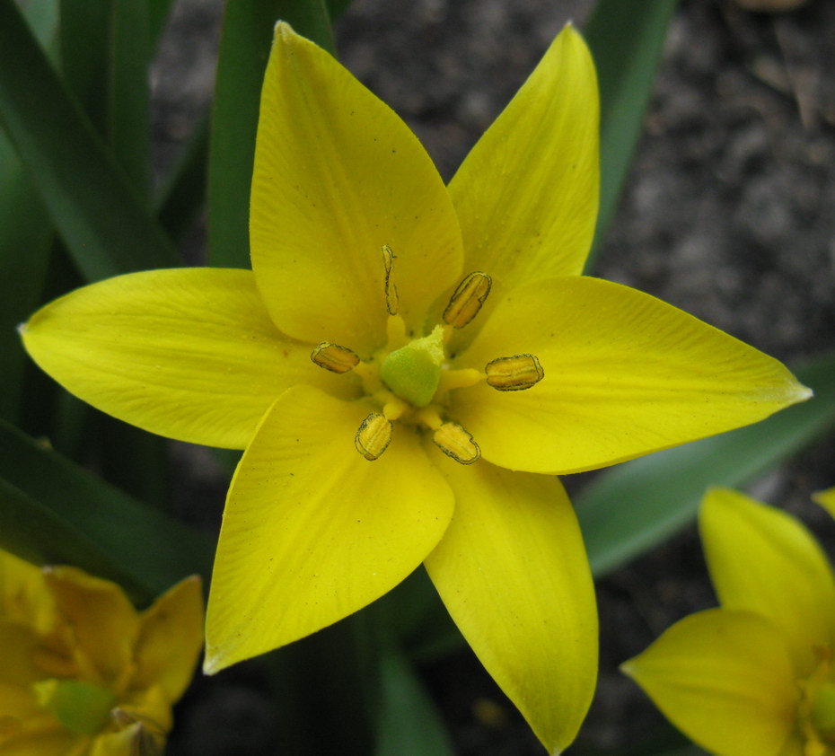 Изображение особи Tulipa urumiensis.