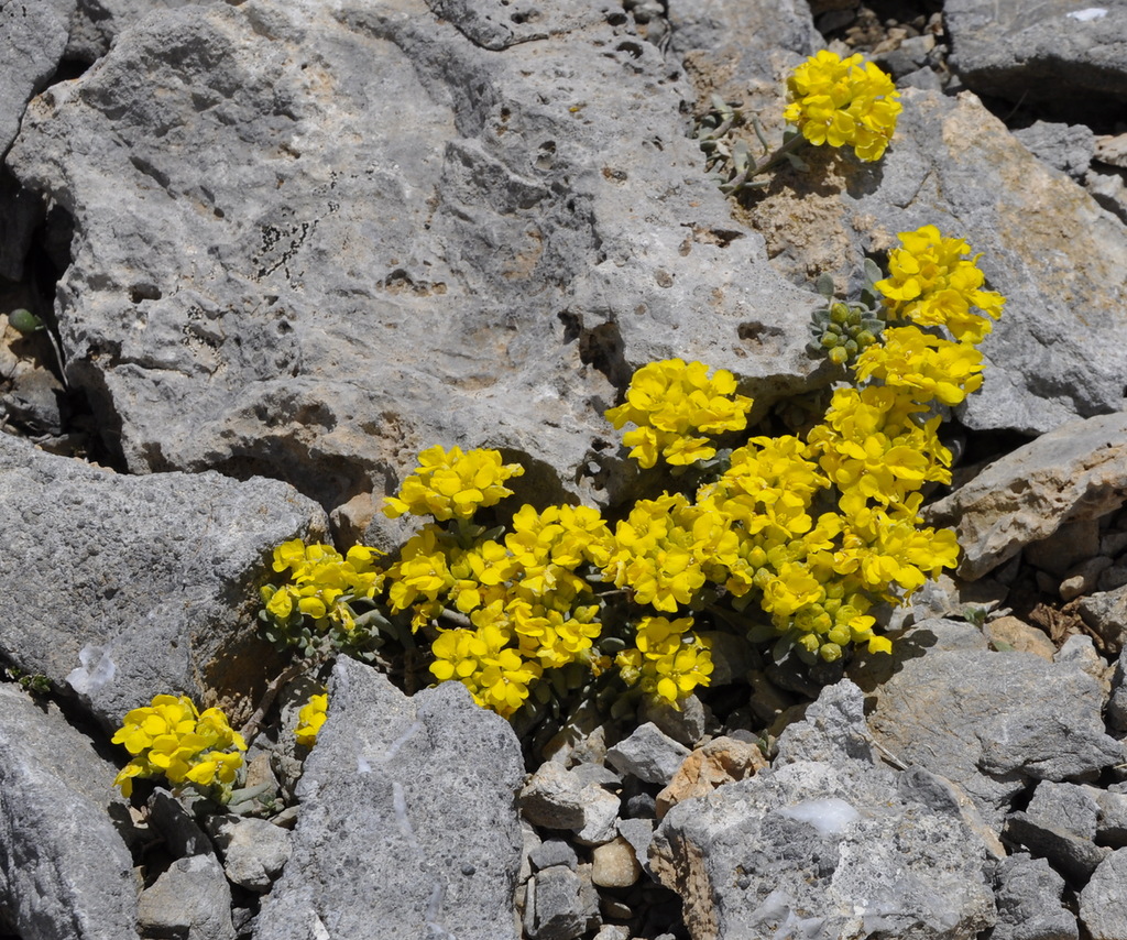 Изображение особи Alyssum handelii.