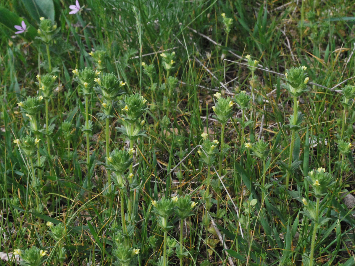 Image of Parentucellia flaviflora specimen.