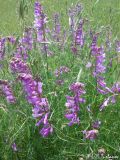 Vicia elegans