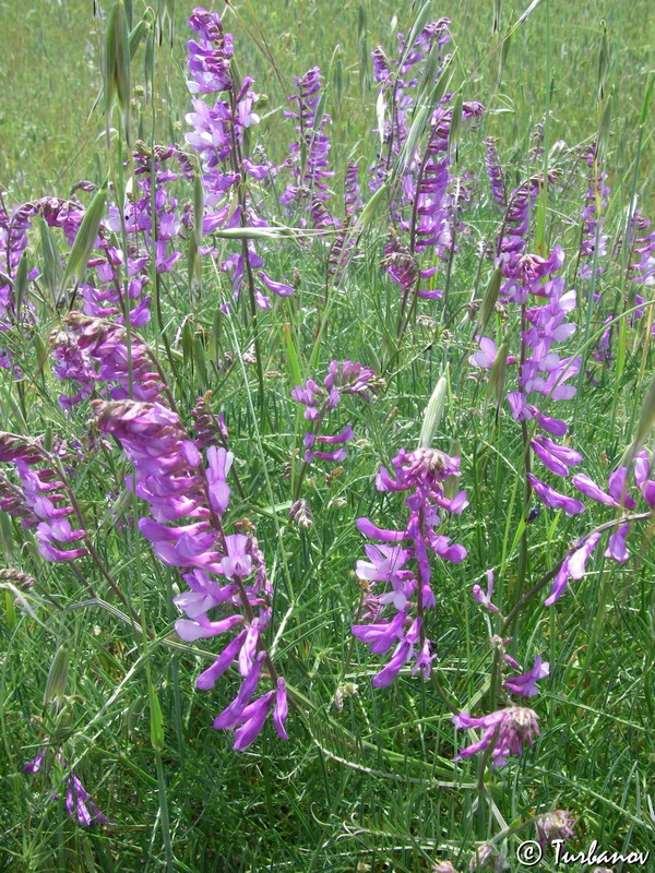 Image of Vicia elegans specimen.