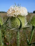 Dipsacus laciniatus. Соцветие. Ростовская обл., дельта Дона, Азовский р-н, окр. хутора Узяк. 18.07.2012.