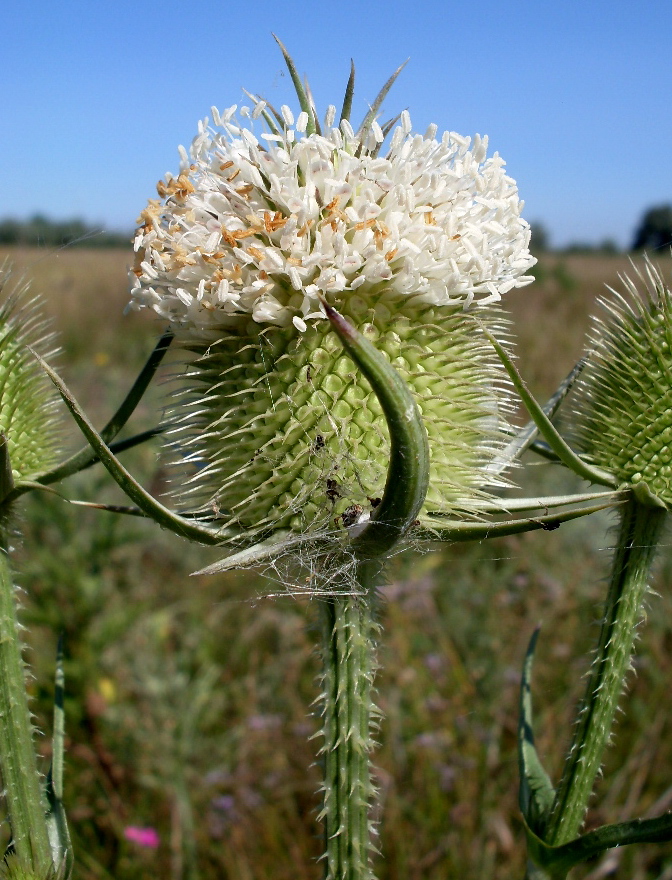 Изображение особи Dipsacus laciniatus.