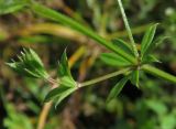 Galium rivale