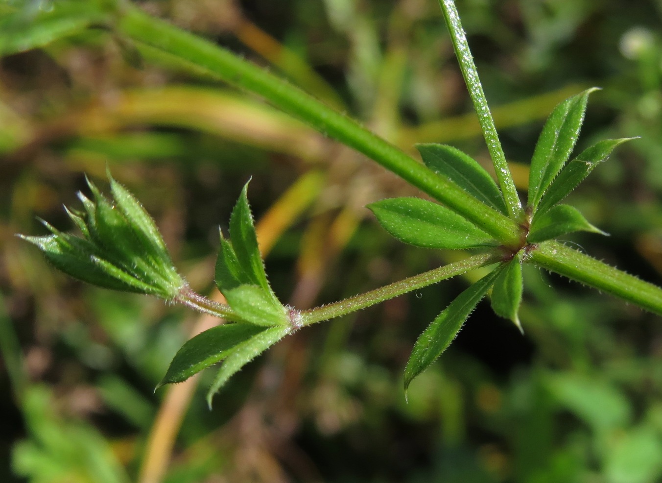 Image of Galium rivale specimen.