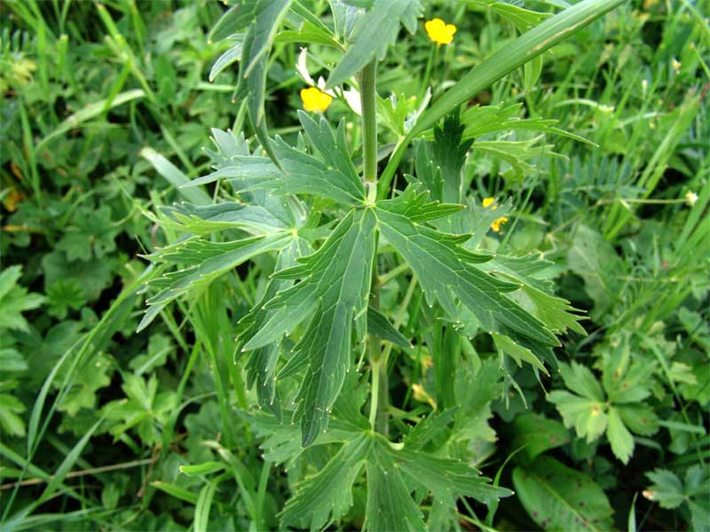 Изображение особи Delphinium dasycarpum.