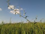 genus Atriplex