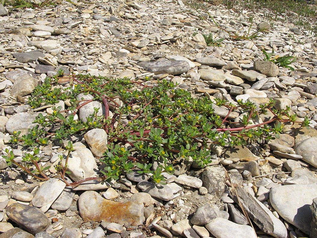 Изображение особи Portulaca oleracea.