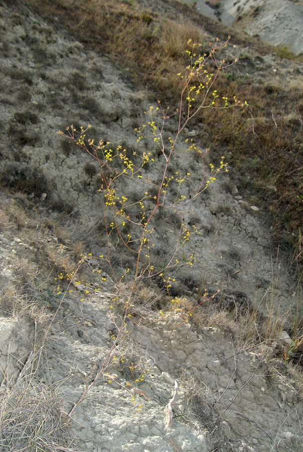 Изображение особи Bupleurum woronowii.