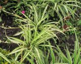 Chlorophytum comosum. Растение с молодыми розетками листьев на цветоносах. Владивосток, Ботанический сад-институт ДВО РАН. 21 сентября 2013 г.