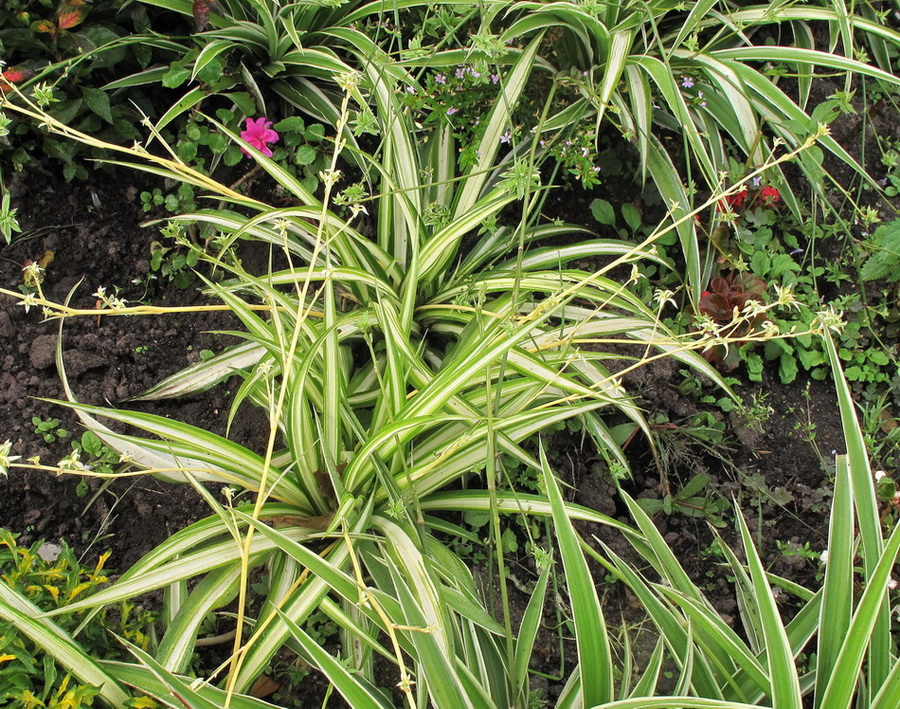 Изображение особи Chlorophytum comosum.