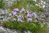 Oxytropis sordida. Цветущее растение. Кольский п-ов, Хибины, подножие у южного склона массива Кукисвумчорр. 18.06.2013.