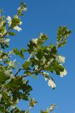 Quercus macrocarpa. Ветвь. Финляндия, г. Оулу, ботанический сад Университета Оулу, в культуре. 12.09.2013.