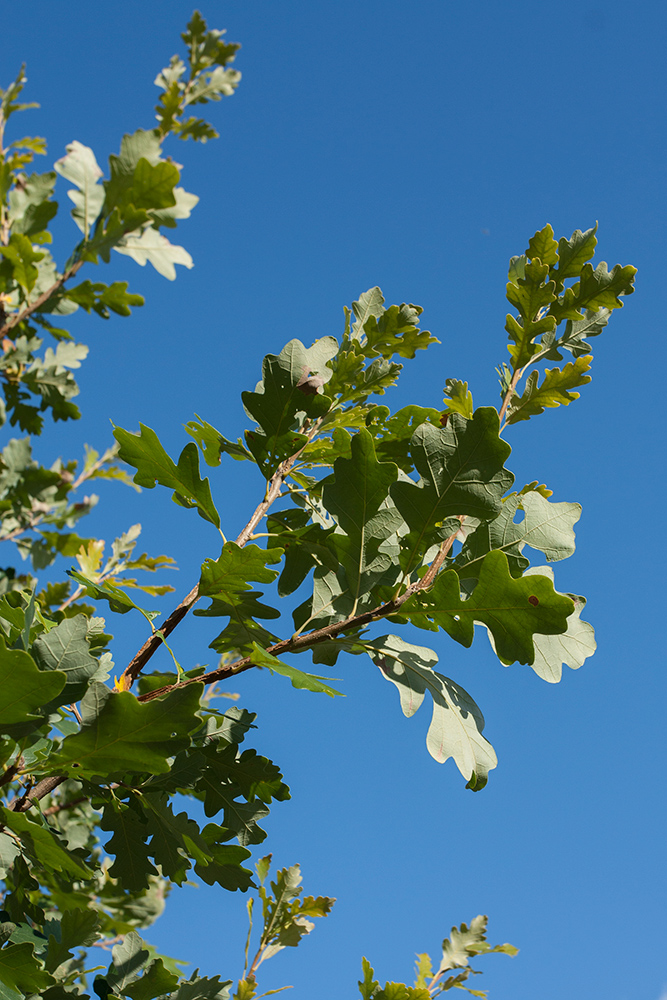 Изображение особи Quercus macrocarpa.