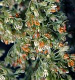 Rumex confertus