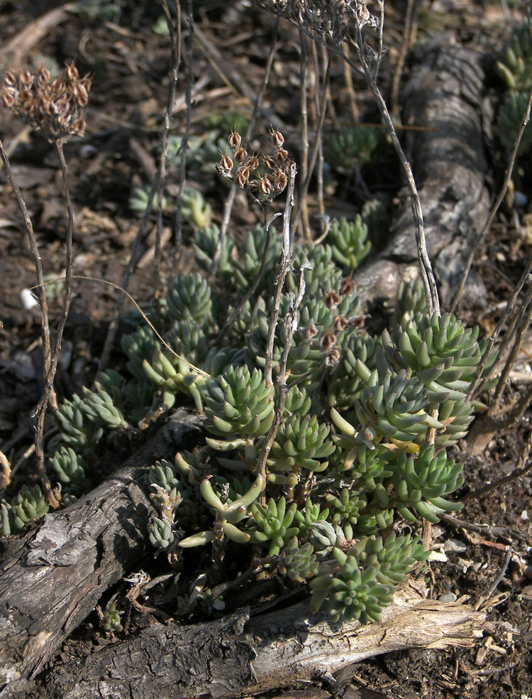 Изображение особи Sedum subulatum.