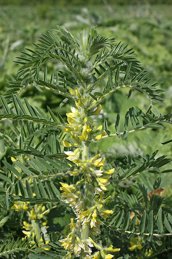 Изображение особи Astragalus sieversianus.