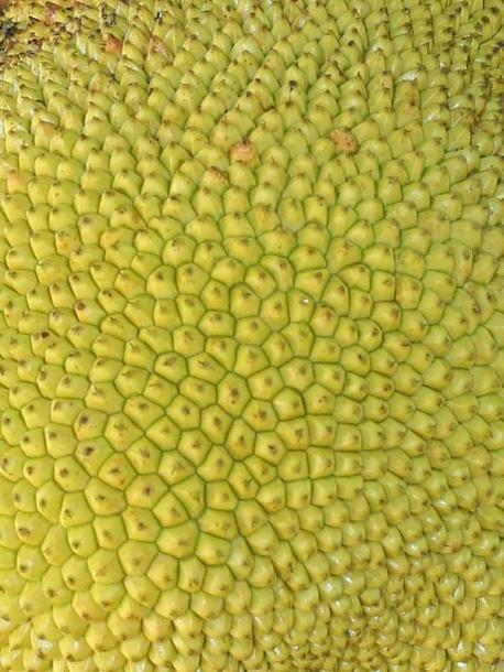 Image of Artocarpus heterophyllus specimen.