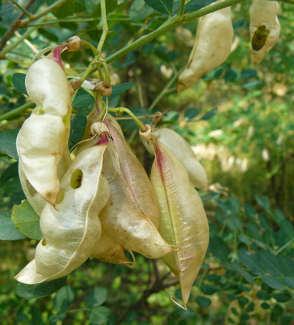 Image of Colutea cilicica specimen.