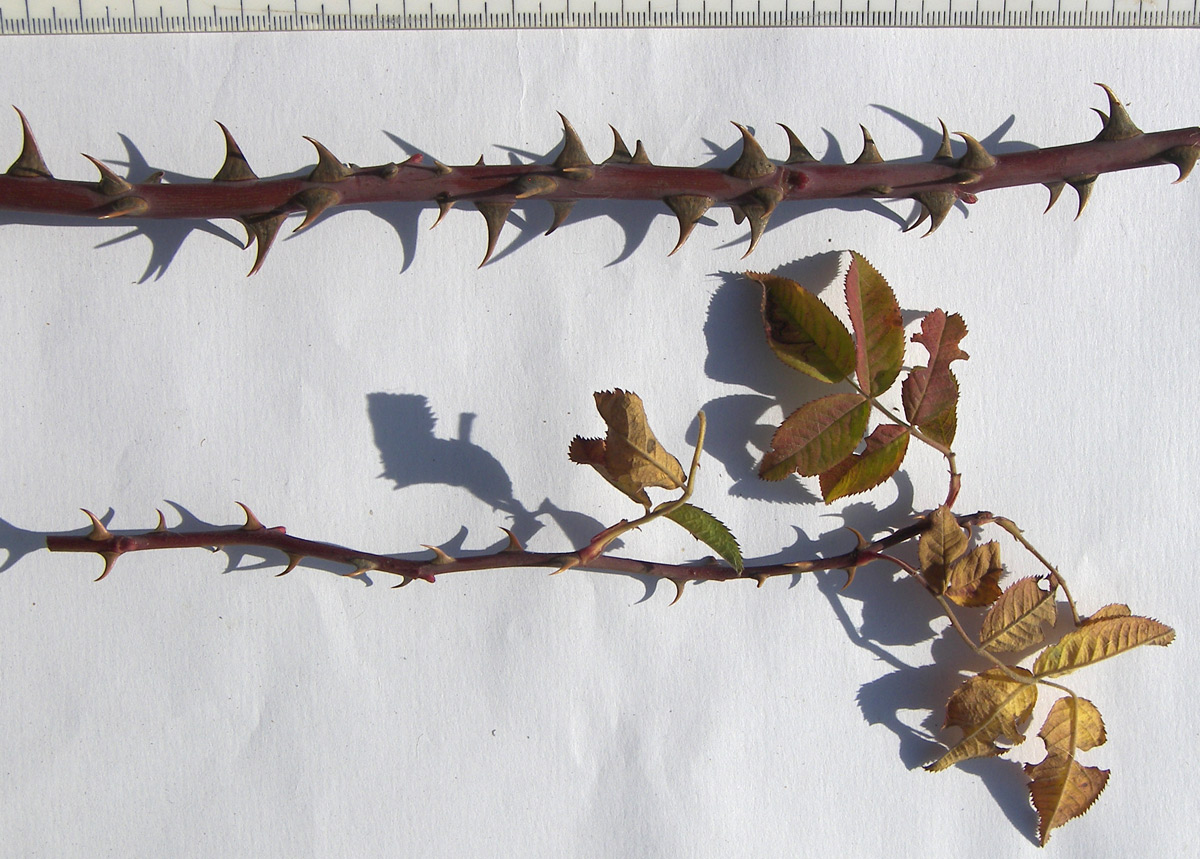 Изображение особи Rosa canina var. hispida.
