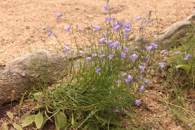 Image of Campanula rotundifolia specimen.