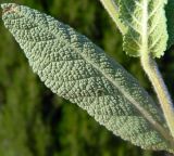 Salvia stepposa