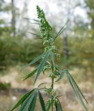 Cannabis sativa var. spontanea