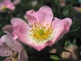 genus Rosa. Цветок. Краснодарский край, Кущёвский р-н, станица Шкуринская, склон балки Сухая. 20.05.2013.