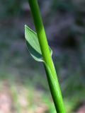 Hierochloe odorata