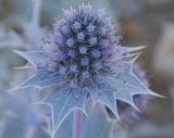 Eryngium maritimum. Cоцветие. Греция, Халкидики. 27.06.2009.