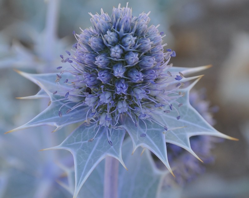 Image of Eryngium maritimum specimen.