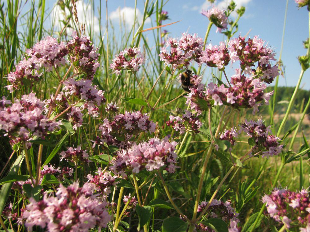 Изображение особи Origanum vulgare.