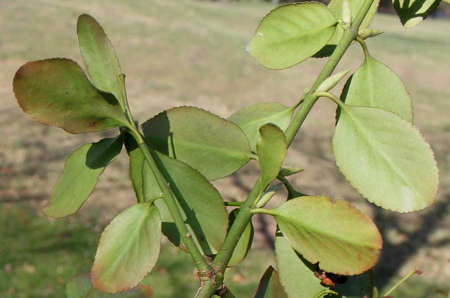Изображение особи Euonymus japonicus.