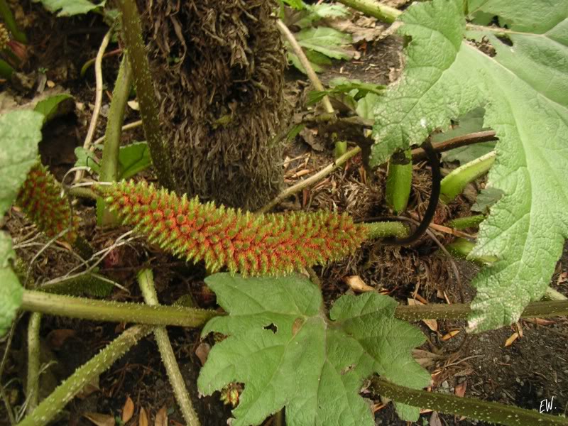 Изображение особи Gunnera tinctoria.