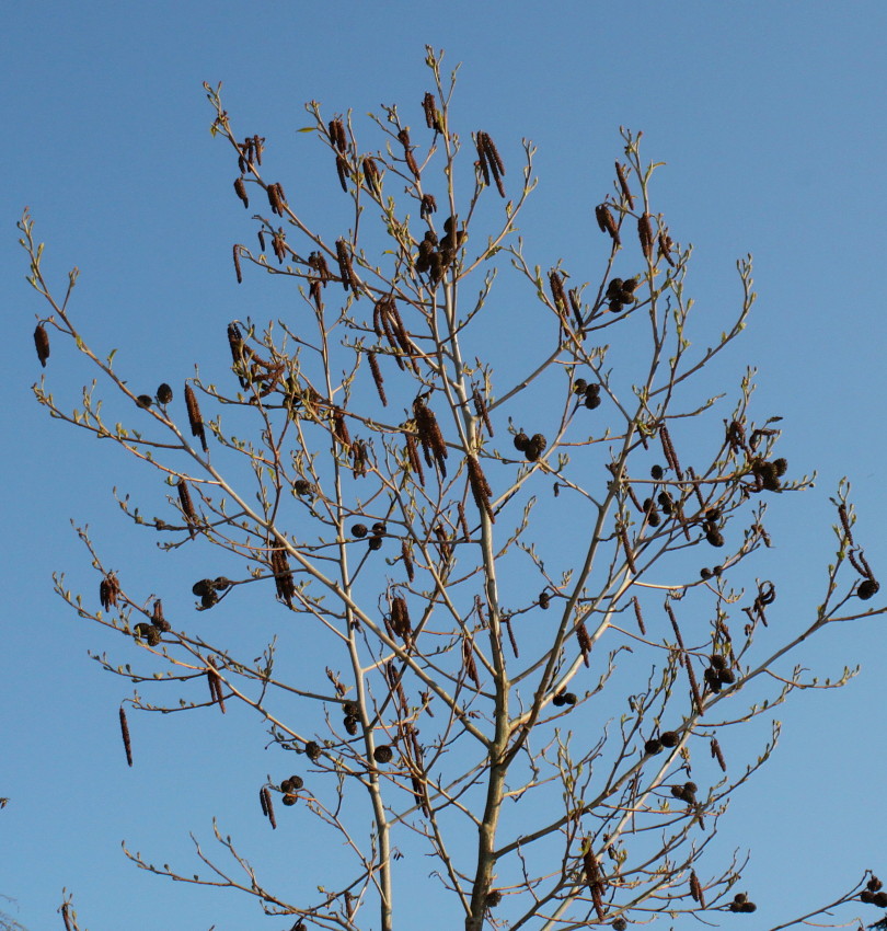 Image of Alnus japonica specimen.