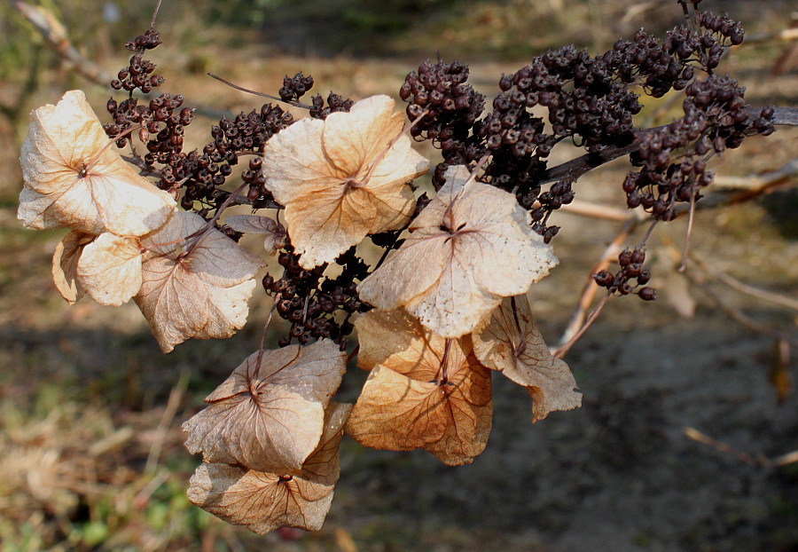 Image of Hydrangea quercifolia specimen.