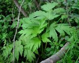 genus Heracleum