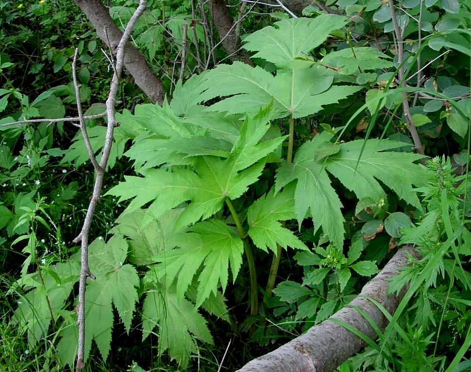Изображение особи род Heracleum.