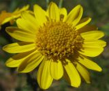 Senecio vernalis