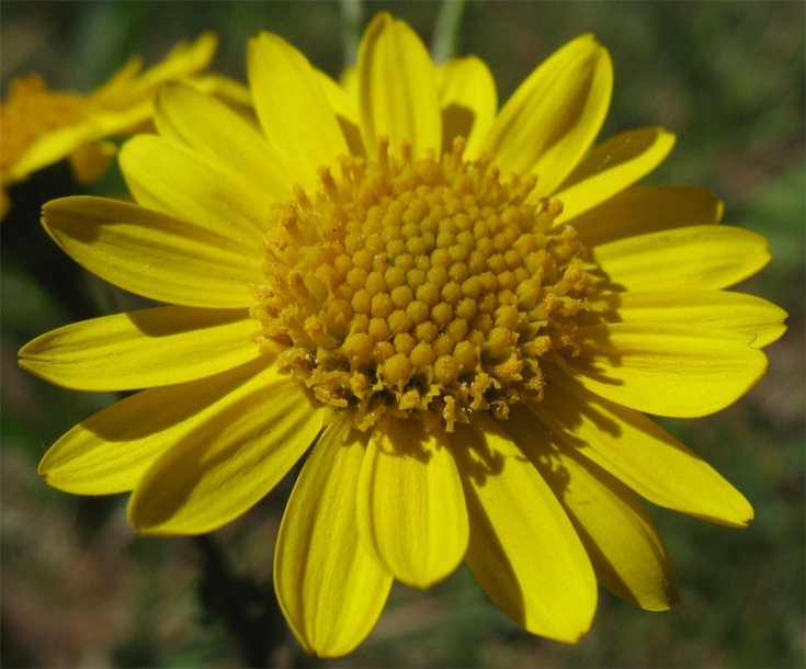 Image of Senecio vernalis specimen.