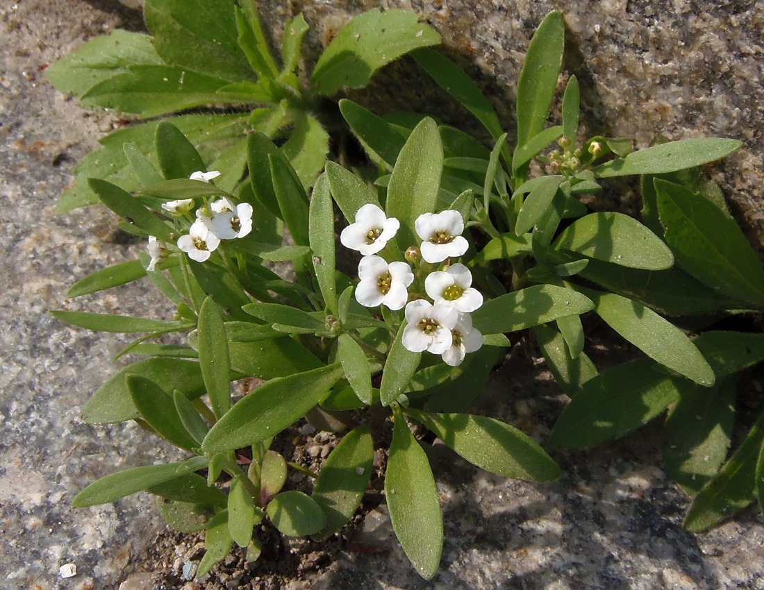 Image of Lobularia maritima specimen.