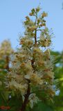 Aesculus hippocastanum