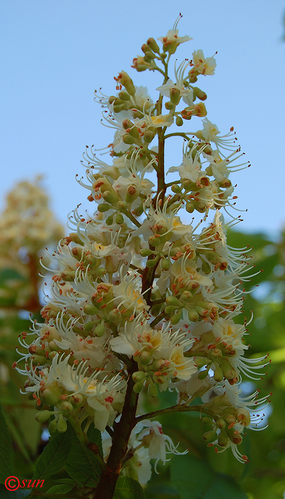 Изображение особи Aesculus hippocastanum.