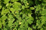 Chelidonium majus