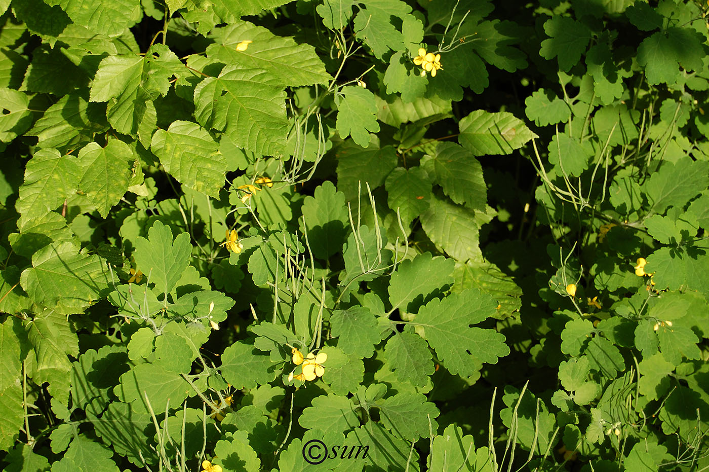 Image of Chelidonium majus specimen.