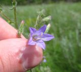 Campanula sibirica