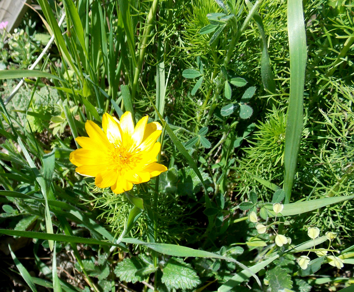 Изображение особи Adonis vernalis.