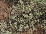 Neochamaelea pulverulenta. Вегетиоующее растение. Испания, Канарские острова, Тенерифе, мыс Тено, в зарослях суккулентных кустарников. 5 марта 2008 г.