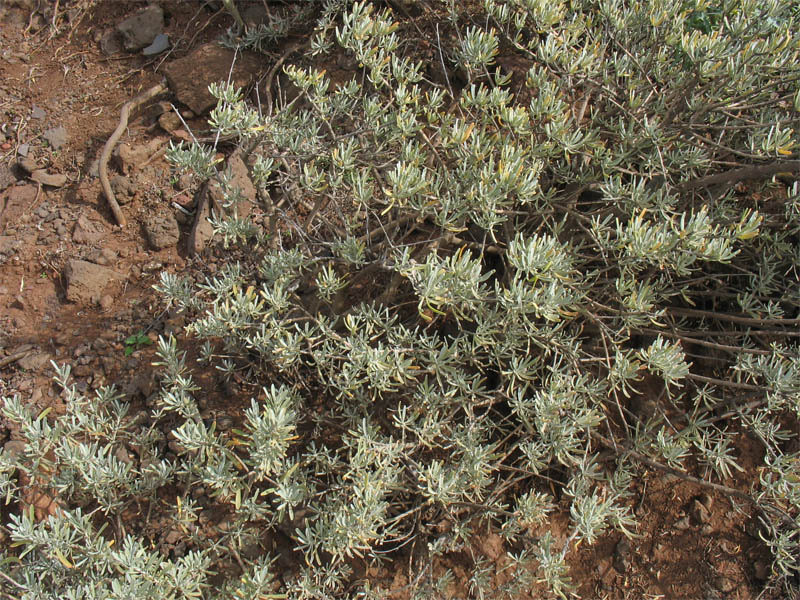 Image of Neochamaelea pulverulenta specimen.
