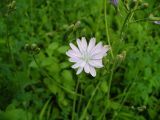 Cicerbita racemosa. Соцветие. Ставропольский край, г. Кисловодск, парк, около Красных камней, газон. 29.05.2014.